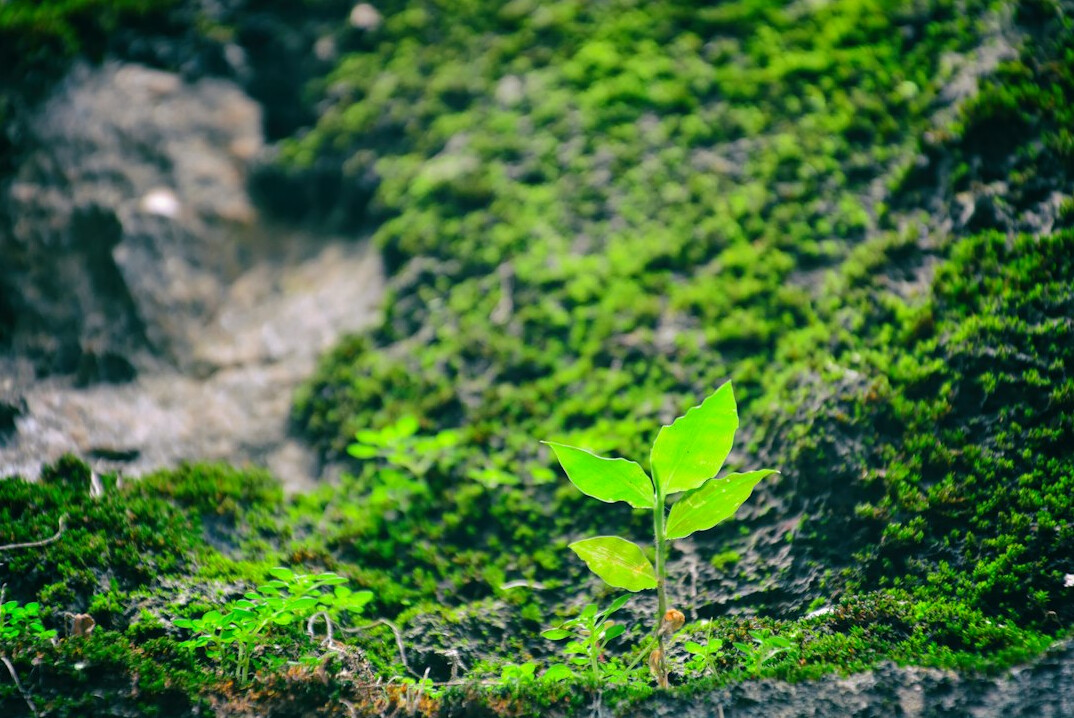 green business growth