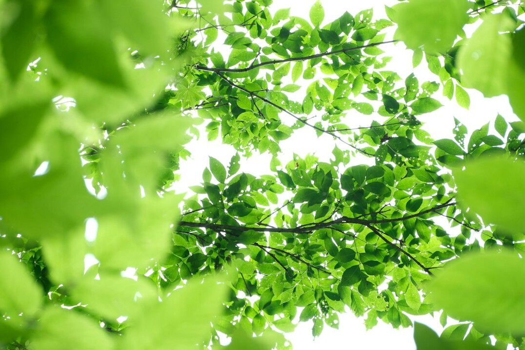 green sustainable files
